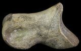 Struthiomimus Toe Bone - Montana #66449-1